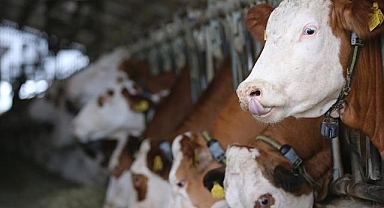 Kırklareli'nde süt işletmesi elektriğini güneşten üretiyor