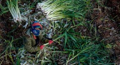 Kışlık sebzenin üretim üssü İzmir'de yağışlar yüz güldürdü