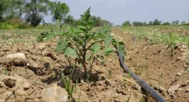 Kuraklıktan rekoltesi düşen tescilli Çanakkale domatesinin üreticisi yeni yıldan umutlu