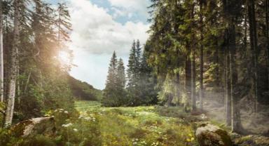 Ormanlar ve köyler ülkeye 