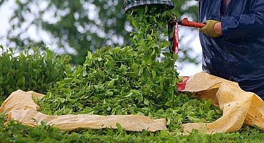 Rize çay ihracatından 2023'te 10,2 milyon dolar kazandı