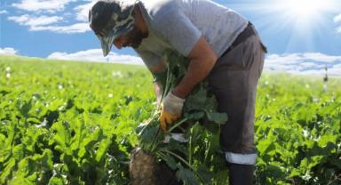 Şeker Üretim Rekoru Kırdı