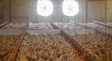 Tavuk eti üretimi kasımda yıllık bazda yüzde 1 arttı