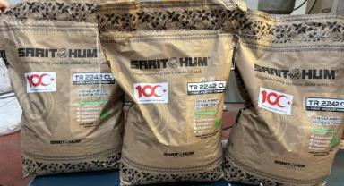 Tekirdağ'da geliştirilen yerli hibrit ayçiçeği tohumu Rusya'da yeşeriyor