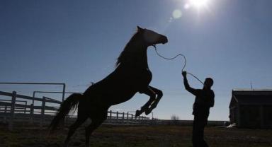 TİGEM geçen yıl hububat üretimi ve tay satışında rekor seviyeye ulaştı