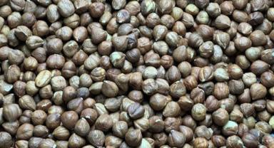 Türkiye'den Almanya'ya 496 milyon dolarlık fındık ihracatı