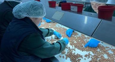 Türkiye'den Amerika'ya fındık ihracatının artırılması hedefleniyor