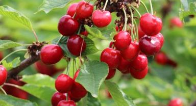 Türkiye'nin 2023'teki kiraz ihracatının yüzde 39'u Batı Akdeniz'den