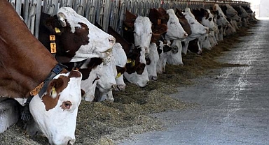 Büyükbaş hayvan sayısı 2023'te 16,6 milyon, küçükbaş sayısı 52,4 milyon oldu