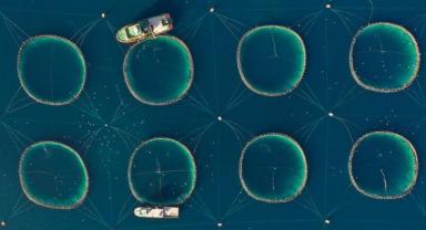 Dünya balıkçılık sektörünün kalbi Türkiye'de atacak