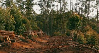 Dünyanın en büyük 3 et üreticisi, Brezilya'daki Cerrado savanasını ormansızlaştırmakla suçlandı