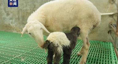 Dünyanın ilk klonlanmış Tibet koyunları dünyaya geldi