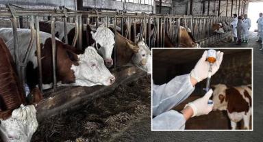 Hayvanlara uygulanan tanımlama araçları ve programlı aşı bedellerinde düzenlemeye gidildi