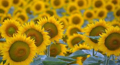 İklim değişikliği ve kuraklık ayçiçeği üretimini etkiledi