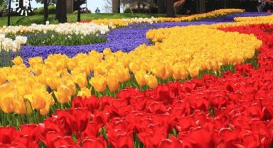 İstanbul'a 2,5 milyon lale soğanı ekildi