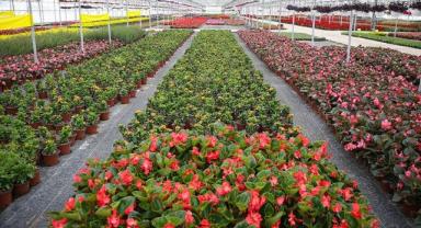  Kadın çiftçilerle süs bitkileri üretimi için ilk adım atıldı