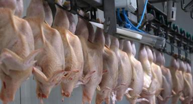 Kanatlı sektörü ihracatta milyar dolar seviyesini korumak istiyor