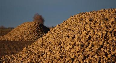 Kayseri Şeker'de pancar bedeli ödemeleri