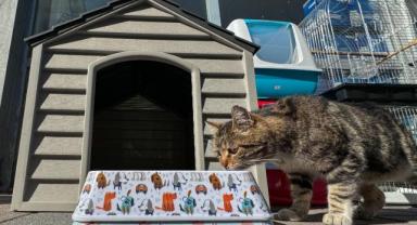 Kedi köpek mamasında katlanan ihracat, sektöre yatırımları artırdı