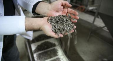 Konya Ovası'nda çerezlik ayçiçeği üretimi artıyor