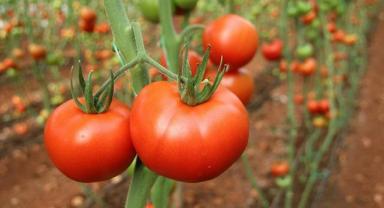 Muğla'da tarımsal üretim ve ihracatından elde edilen gelir arttı