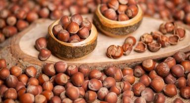 Ordu'da fındığın kilosu 120 liradan satılıyor