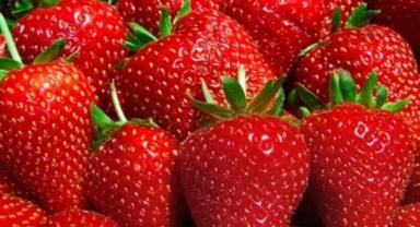 Paladyum Tarım, topraksız tarım alanındaki yatırımlarını sürdürüyor