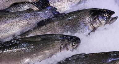 Su ürünleri sektörü 2 milyar dolar gelir hedefine odaklandı