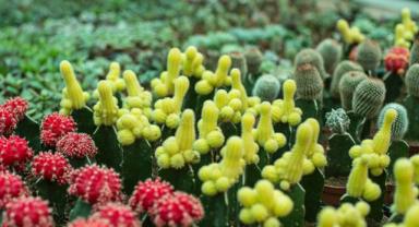 Süs bitkileri ihracatçıları Rusya pazarında daha fazla büyümeyi hedefliyor