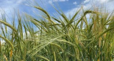 Tarım ÜFE ocakta aylık yüzde 3,85, yıllık yüzde 57,85 arttı