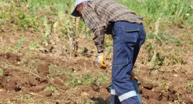 Tarım ve Orman Bakanlığı'na 1500 tarım işçisi alınacak