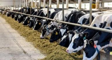 TÜİK: Hayvansal Üretim İstatistikleri 21 Şubat'ta açıklanacak