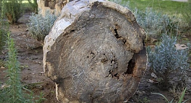 Uşak'ta 10 ila 16 milyon yıllık olduğu belirlenen 2 ağaç fosili bulundu