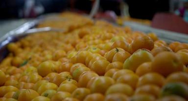 Yaş meyve ve sebze ihracatında aslan payı Akdeniz'in