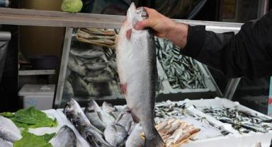 Samsun'da geçen yıl 8 bin 771 ton Türk somonu üretimi yapıldı