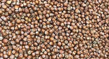 Ticaret borsalarında 6 ayda 280 bin tonun üzerinde fındık satıldı