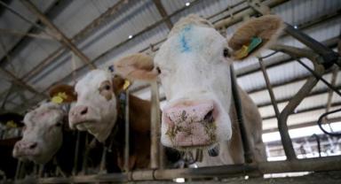 Toplanan inek sütü miktarı ocakta yıllık bazda yüzde 4,7 artarak 915,5 bin ton oldu