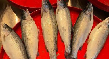 Türk somonu ve çayının tanıtım projelerine Ticaret Bakanlığından destek