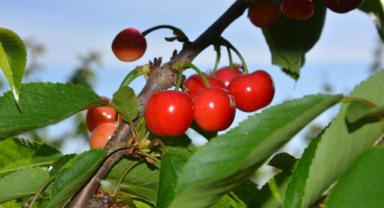 Kirazda 300 milyon dolarlık ihracat hedefi