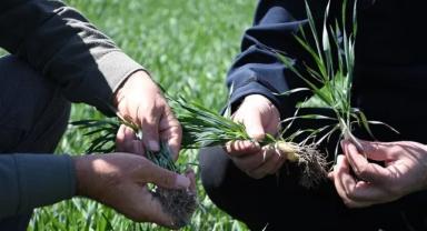 Tahıl ambarı Konya'da hububat ürünlerinde bitki gelişimi iyi