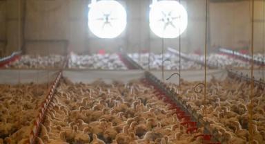 Tavuk eti üretimi şubatta aylık yüzde 0,7 azaldı, yıllık yüzde 14,6 arttı