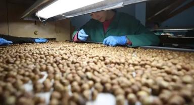 Trabzon'dan 3 ayda 199,6 milyon dolarlık fındık ihraç edildi