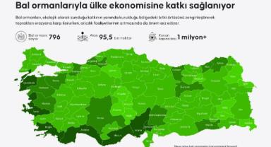Bal ormanlarıyla ülke ekonomisine katkı sağlanıyor