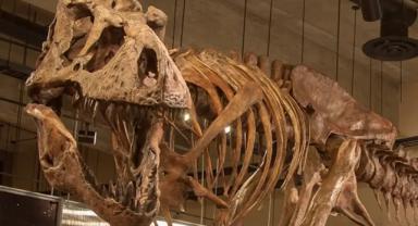 Fujian’da dünyanın en büyük dinozor izi bulundu