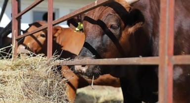 Sığır tüberkülozuna karşı hayvan transferi testlerine yeni düzen