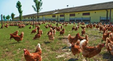 Tavuk eti üretimi yıllık yüzde 2,7 arttı