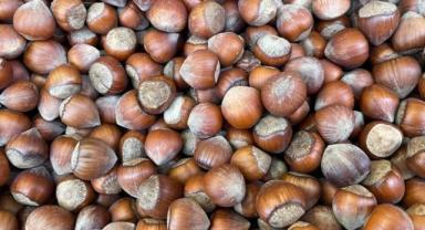  9 aylık fındık ihracatından 1,8 milyar doları aşkın kazanç sağladı