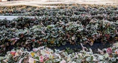 Rusya, mahsulleri etkileyen don olaylarına karşı acil durum ilan etti