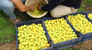 TZOB Başkanı Bayraktar TMO'nun kuru kayısı alımı yapmasını talep etti: