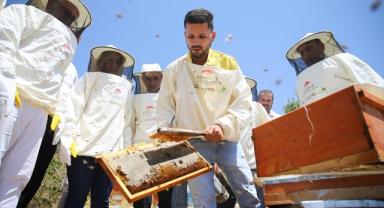 AB tescilli Bingöl balında hasat başladı